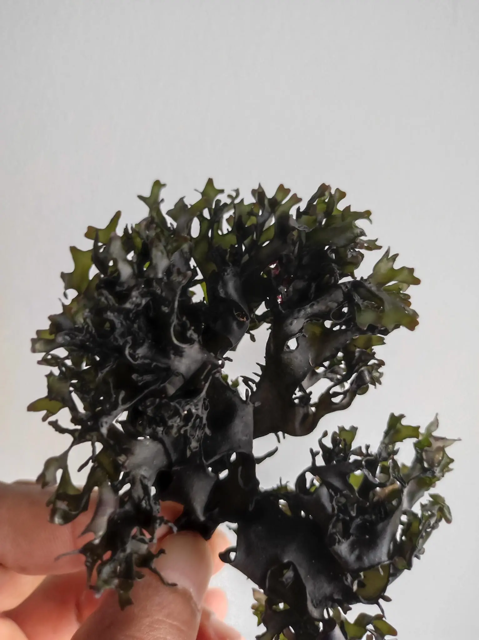 IRISH MOSS GOLDEN PURPLE FROM PERU-WOLESALE IN STOCK