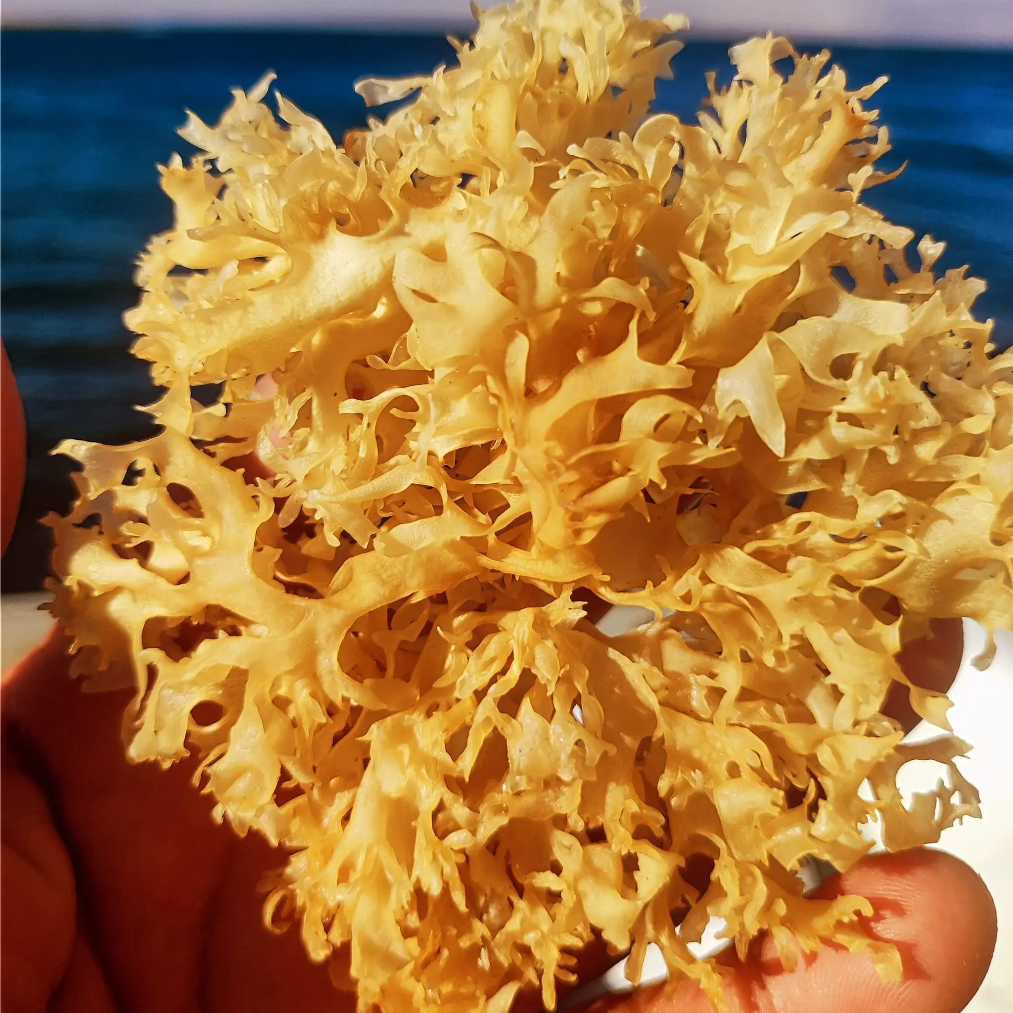 IRISH MOSS GOLDEN PURPLE FROM PERU-WOLESALE IN STOCK