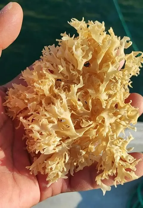 CHONDRUS CRISPUS GOLDEN PURPLE ORIGIN PERU-WOLESALE IN STOCK