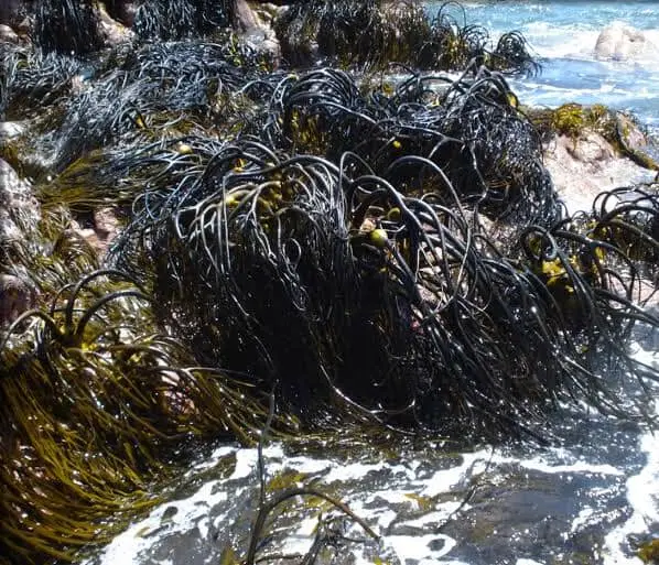 SEAWEED PERUVIAN EXPORT FROM PERU