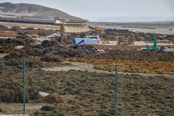 SEAWEED PERUVIAN EXPORT FROM PERU