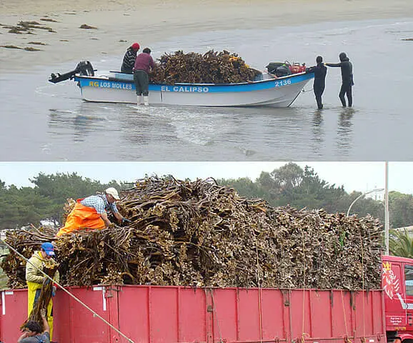 SEAWEED PERU EXPORT FROM PERU