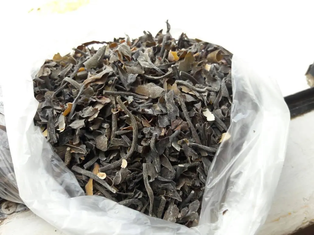 Seaweed Macrocystis integrifolia brown chopped from peru