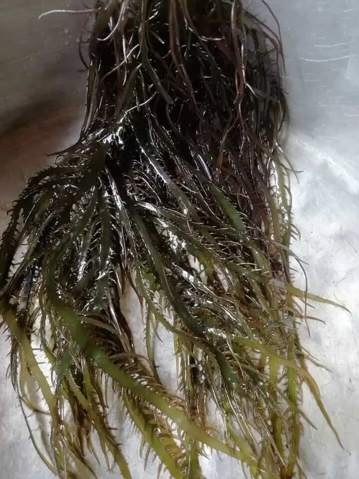 Seaweed Gigartina chamissoi yuyochicorea de mar from peru