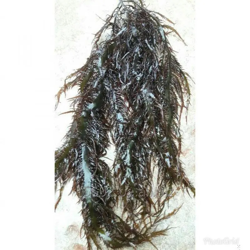 Seaweed Gigartina chamissoi yuyochicorea de mar from peru