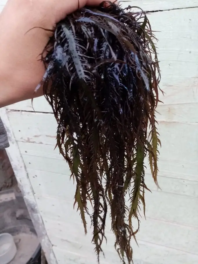 Seaweed Chondracanthus chamissoi.chicorea de mar.yuyo from peru