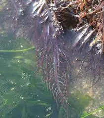 Seaweed Chondracanthus chamissoi.chicorea de mar.yuyo from peru