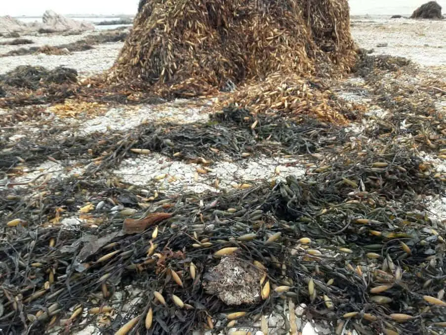 Algas marinas peru export-seaweed peru export