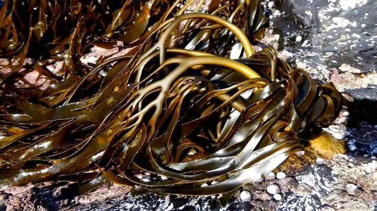 Algas marinas peru export-seaweed peru export