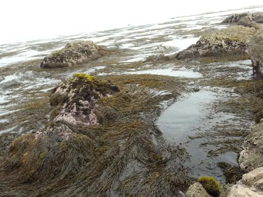 Algas marinas peru export-seaweed peru export