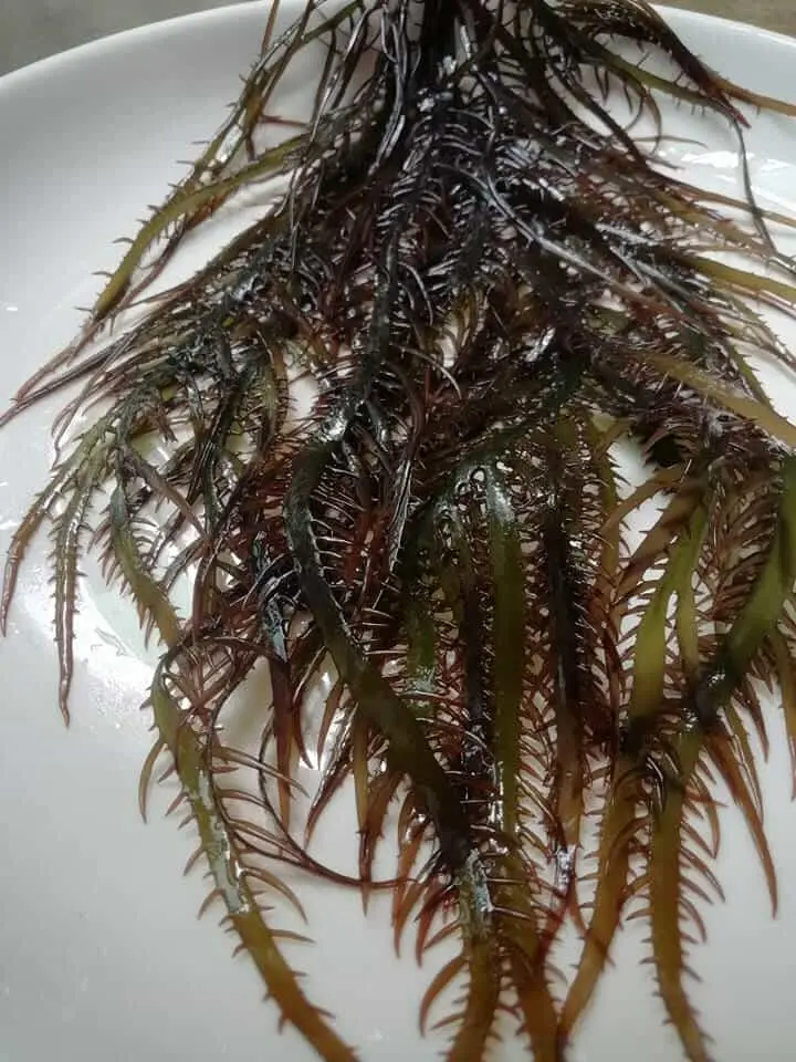 seaweed Gigartina chamissoi yuyochicorea de marfrom peru