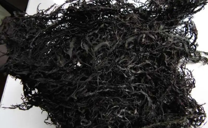 Seaweed Chondracanthus chamissoi.chicoria de mar.yuyo from peru