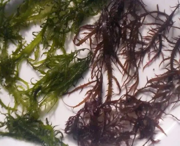 Seaweed Chondracanthus chamissoi.chicoria de mar.yuyo from peru