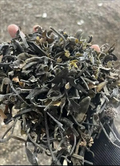 seaweed peruvian export- algas marinas peruvian export