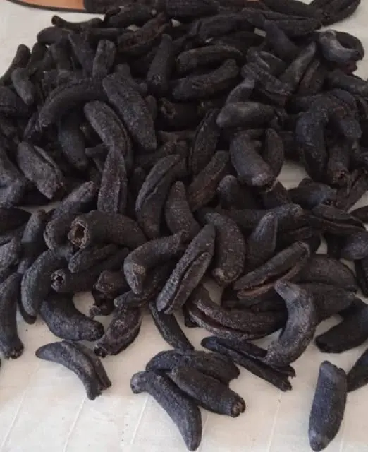Sea cucumber patallus mollis Dried From peru-pepino de mar