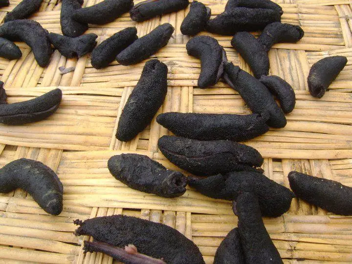 Sea cucumber patallus mollis Dried From peru-pepino de mar
