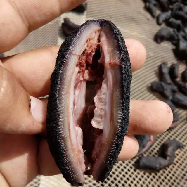 Sea cucumber patallus mollis Dried From peru-pepino de mar