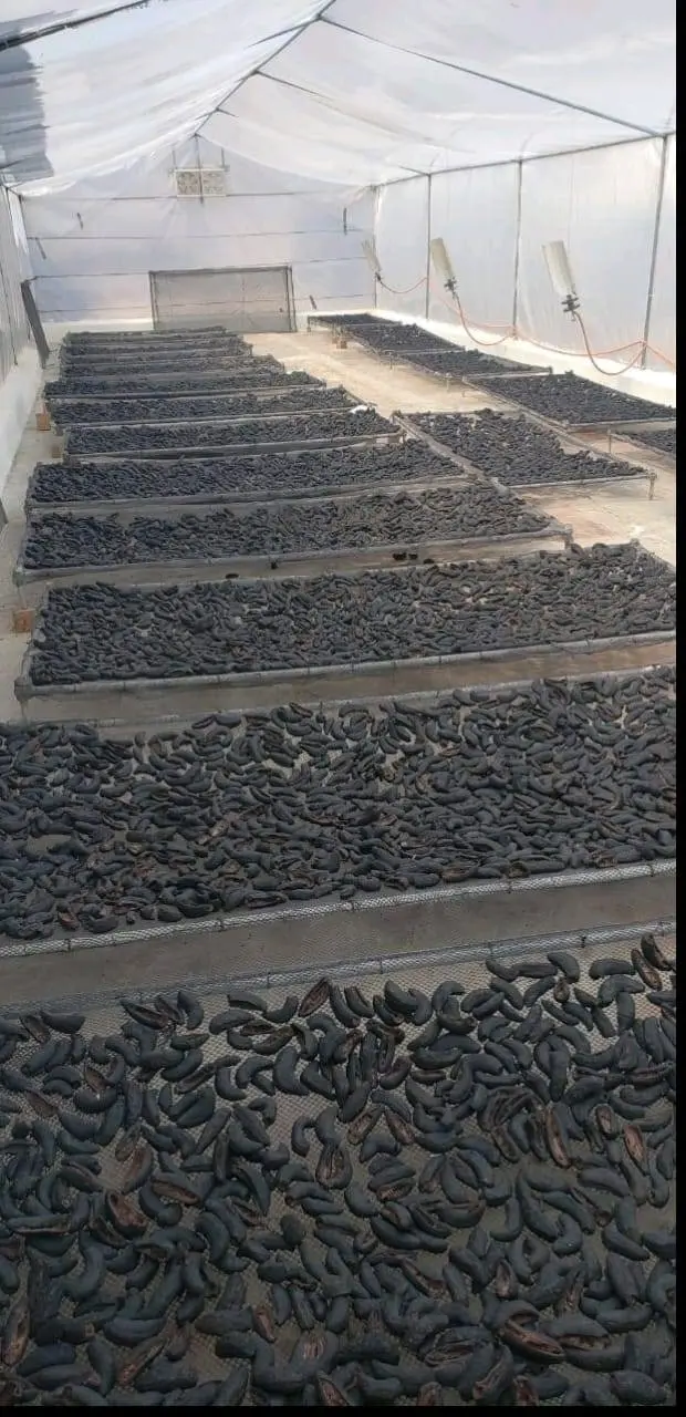 Sea cucumber patallus mollis Dried From peru-pepino de mar