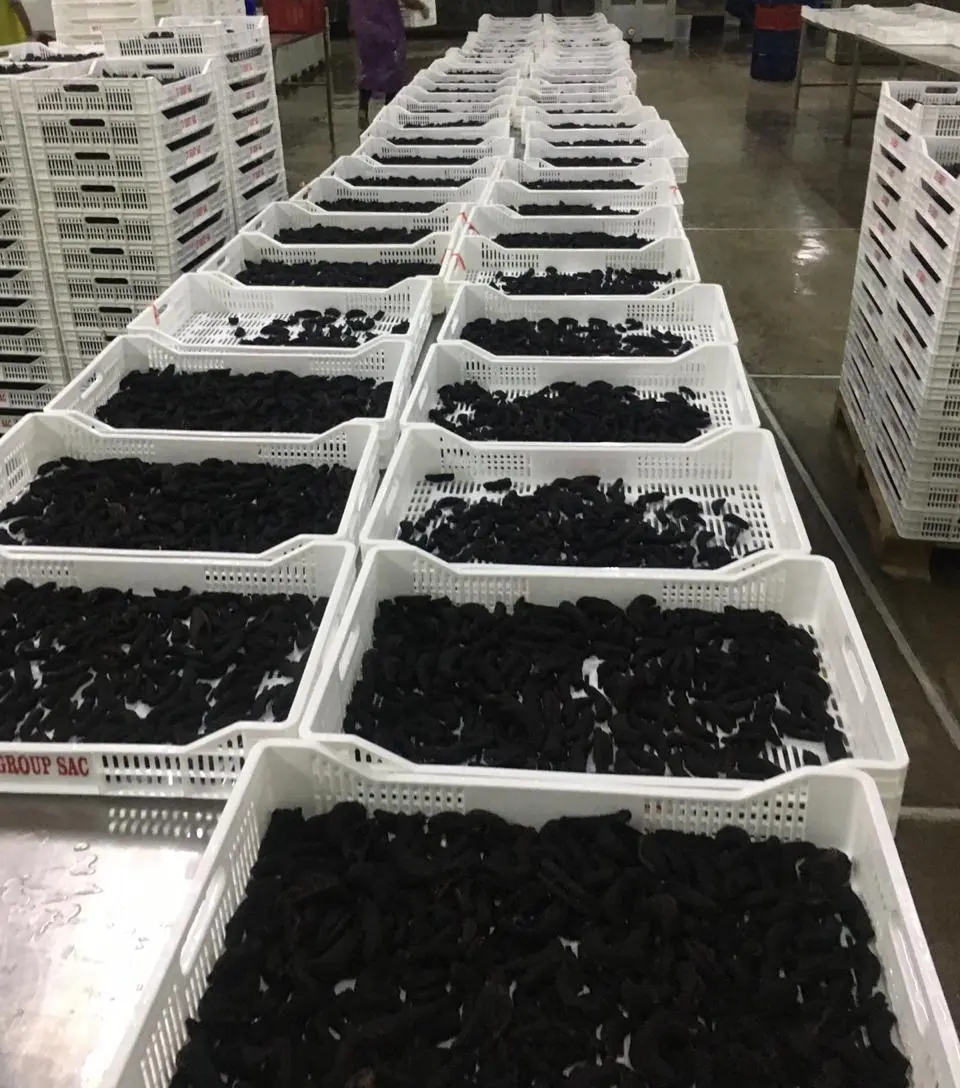 SEA CUCUMBER FROM PERU-PEPINO DE MAR PERUVIAN