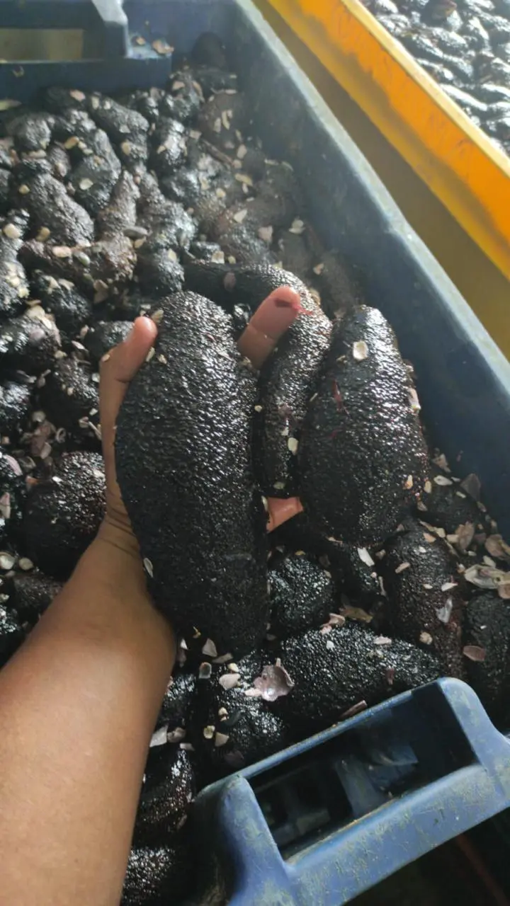 SEA CUCUMBER FROM PERU-PEPINO DE MAR PERUVIAN