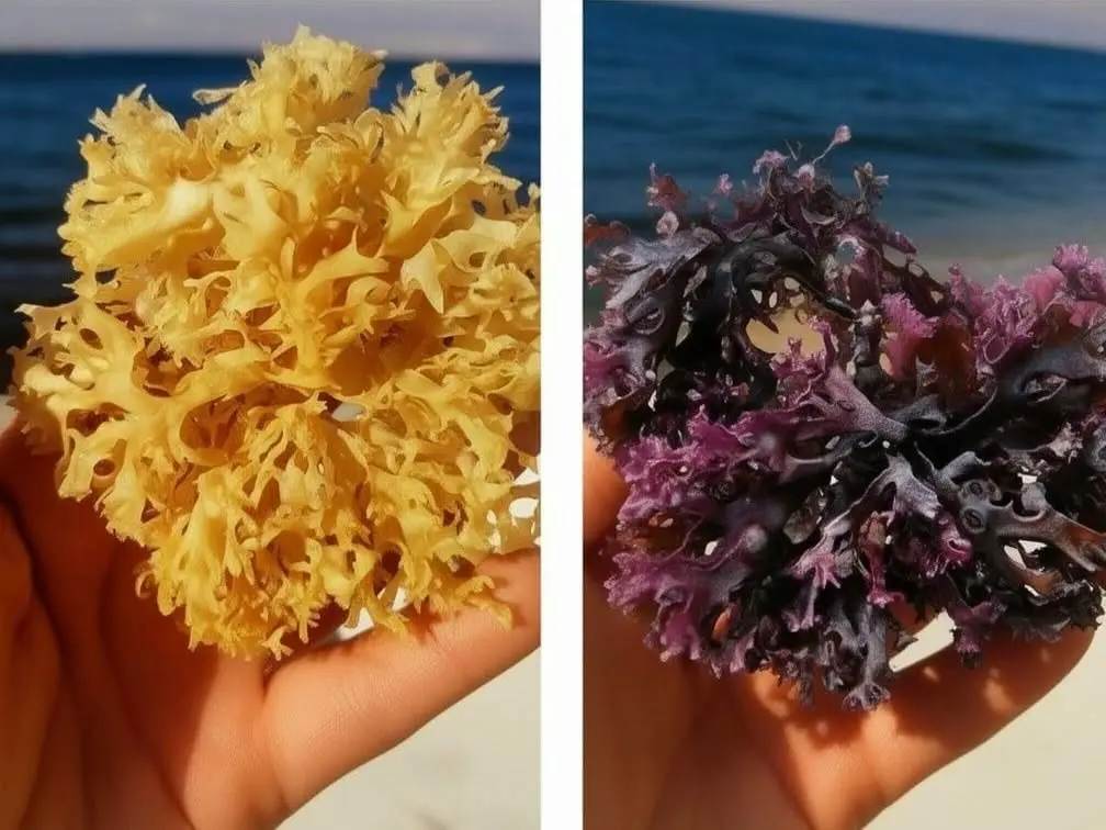 Irish Moss Chondrus Crispus from PeruWholesale Supply