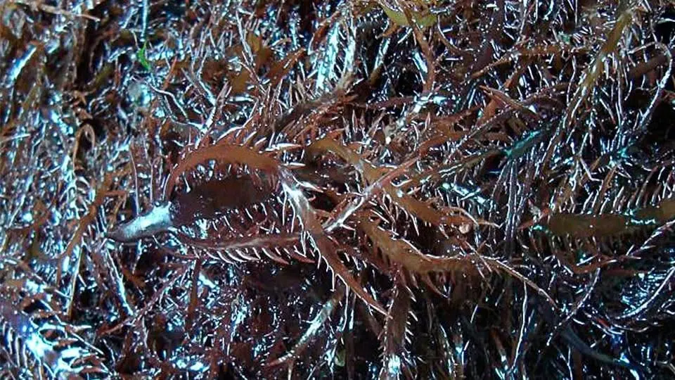 Algae yuyo marine- chicoria de mar-frozen yuyo seaweed Peru