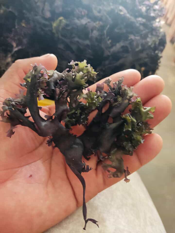 Irish Moss Chondrus Crispus purple Golden from peru-WHolesale in Stock