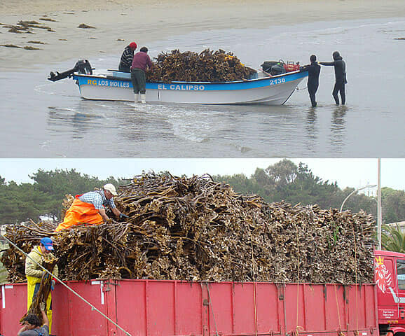 Algas marinas peruvian export- seaweed peru export