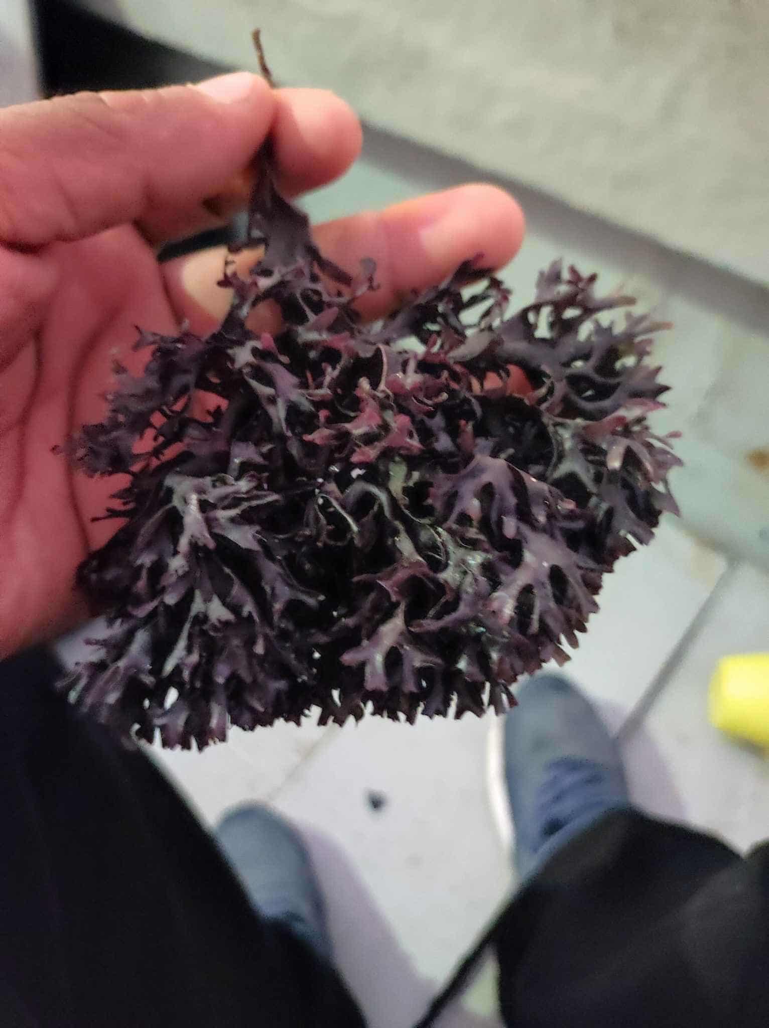 Algas marinas peruvian export- seaweed peru export