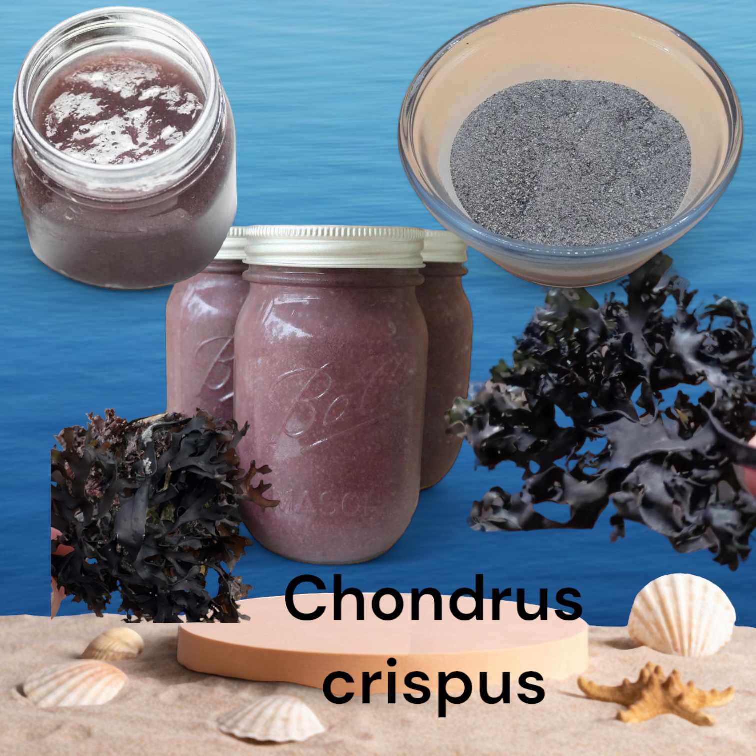 Algas marinas peruvian export- seaweed peru export