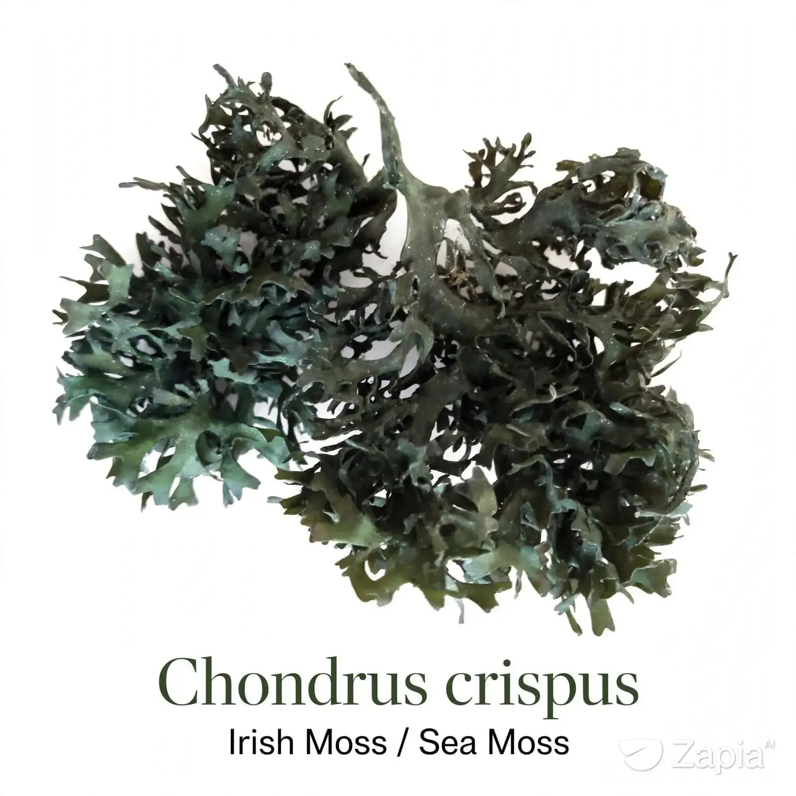 Chondrus Crispus Irish Sea Moss from Peru-Wholesale Supply