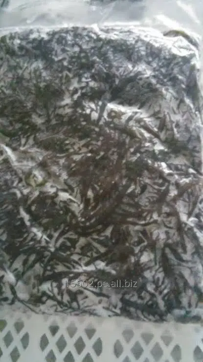 Algae yuyo marine- chicoria de mar-frozen yuyo seaweed Peru