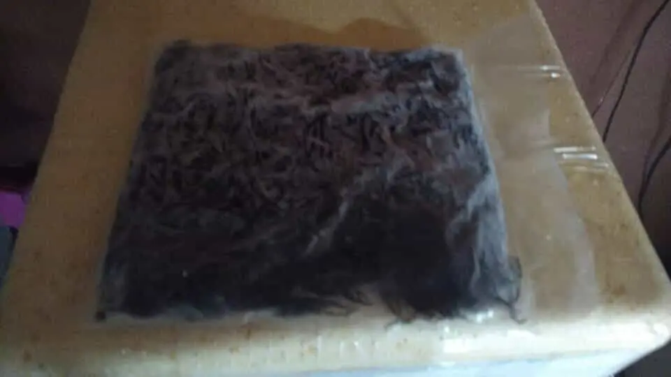 Algae yuyo marine- chicoria de mar-frozen yuyo seaweed Peru
