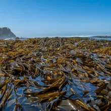 seaweed peruvian export-Algas marinas peruvian export
