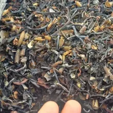 Macrocystis integrifolia chopped brown from peru