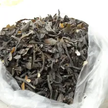 Macrocystis pyrifera Brown chopped from peru