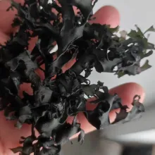 wilfcrafted irish moss chondrus crispus peruvian