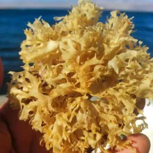 Irish Moss Chondrus Crispus purple Golden from peru-WHolesale in Stock