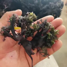 Irish Sea Moss Chondrus Crispus Golden purple from peru-Wholesa in Stock