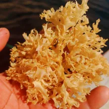 Irish SeaMoss Chondrus Crispus from peru-Wolesale in Stock