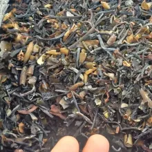 Seaweed Macrocystis pyrifera chopped brown from peru