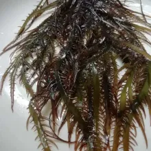 Seaweed Gigartina chamissoi yuyochicorea de mar from peru