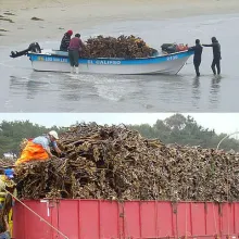 Algas marinas peru export-seaweed peru export